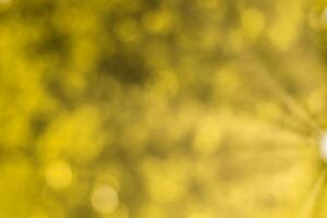 Blurred bokeh background image of bright yellow foliage and sunbeams in autumn. photo