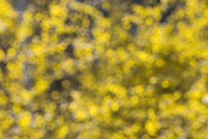 Blurred bokeh background image of bright yellow foliage in golden autumn. photo