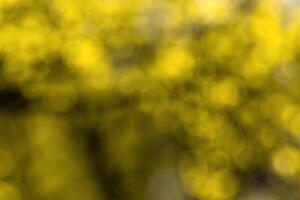 Blurred bokeh background image of bright yellow foliage in golden autumn. photo