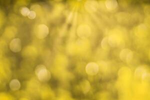 Blurred bokeh background image of bright yellow foliage and sunbeams in autumn. photo