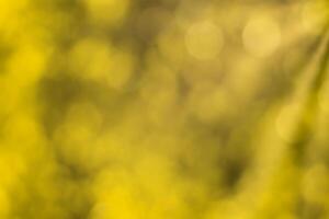 Blurred bokeh background image of bright yellow foliage and sunbeams in autumn. photo