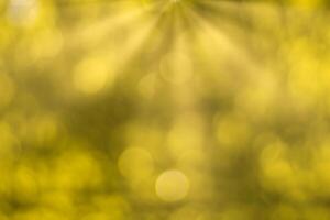 Blurred bokeh background image of bright yellow foliage and sunbeams in autumn. photo