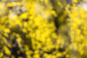 Blurred bokeh background image of bright yellow foliage in golden autumn. photo