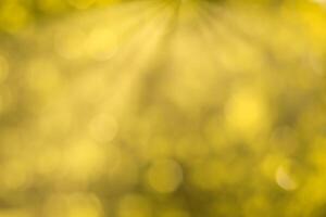 Blurred bokeh background image of bright yellow foliage and sunbeams in autumn. photo