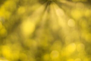 Blurred bokeh background image of bright yellow foliage and sunbeams in autumn. photo