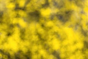 Blurred bokeh background image of bright yellow foliage in golden autumn. photo