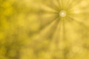 Blurred bokeh background image of bright yellow foliage and sunbeams in autumn. photo