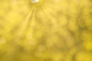 Blurred bokeh background image of bright yellow foliage and sunbeams in autumn. photo