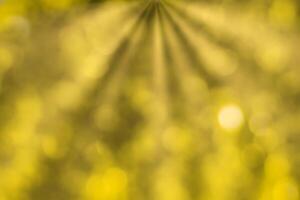 Blurred bokeh background image of bright yellow foliage and sunbeams in autumn. photo