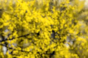 Blurred bokeh background image of bright yellow foliage in golden autumn. photo