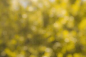 Blurred bokeh background image of bright yellow foliage in golden autumn. photo
