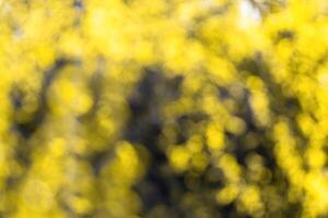 Blurred bokeh background image of bright yellow foliage in golden autumn. photo