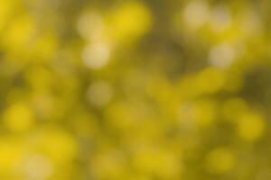 Blurred bokeh background image of bright yellow foliage in golden autumn. photo