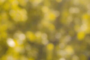 Blurred bokeh background image of bright yellow foliage in golden autumn. photo