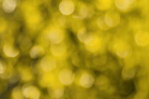 Blurred bokeh background image of bright yellow foliage in golden autumn. photo