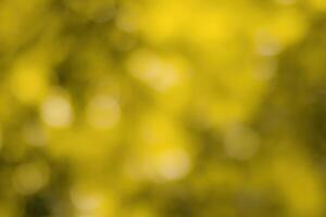 Blurred bokeh background image of bright yellow foliage in golden autumn. photo