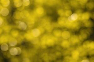 Blurred bokeh background image of bright yellow foliage in golden autumn. photo