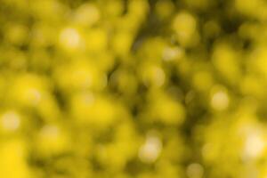 Blurred bokeh background image of bright yellow foliage in golden autumn. photo