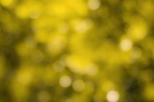 Blurred bokeh background image of bright yellow foliage in golden autumn. photo