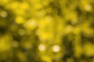 Blurred bokeh background image of bright yellow foliage in golden autumn. photo