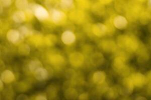 Blurred bokeh background image of bright yellow foliage in golden autumn. photo