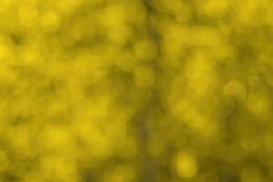 Blurred bokeh background image of bright yellow foliage in golden autumn. photo