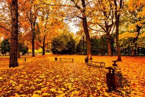 Golden autumn in a city park with trees and fallen leaves on a cloudy day. photo