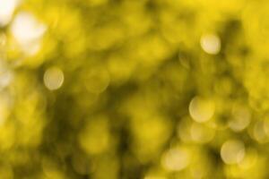Blurred bokeh background image of bright yellow foliage in golden autumn. photo