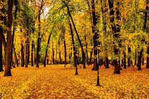 Golden autumn in a city park with trees and fallen leaves on a cloudy day. photo