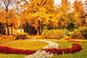 Golden autumn in a city park with trees and fallen leaves on a cloudy day. photo