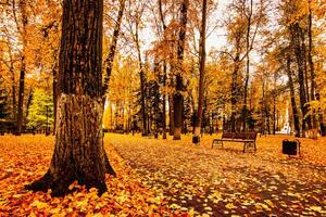 Golden autumn in a city park with trees and fallen leaves on a cloudy day. photo