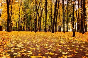 Golden autumn in a city park with trees and fallen leaves on a cloudy day. photo