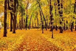 Golden autumn in a city park with trees and fallen leaves on a cloudy day. photo