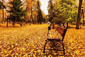 Golden autumn in a city park with trees and fallen leaves on a cloudy day. photo