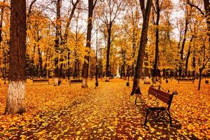 Golden autumn in a city park with trees and fallen leaves on a cloudy day. photo