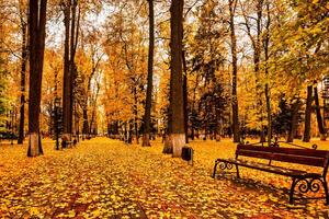 Golden autumn in a city park with trees and fallen leaves on a cloudy day. photo