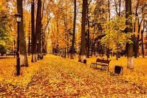 Golden autumn in a city park with trees and fallen leaves on a cloudy day. photo