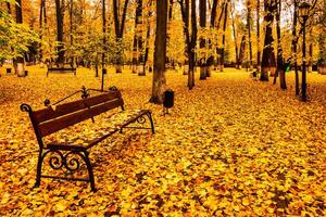 Golden autumn in a city park with trees and fallen leaves on a cloudy day. photo