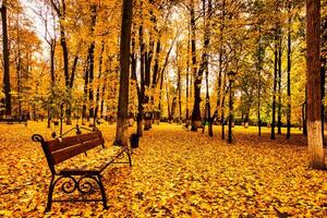 Golden autumn in a city park with trees and fallen leaves on a cloudy day. photo