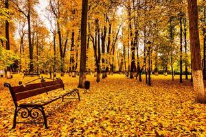 Golden autumn in a city park with trees and fallen leaves on a cloudy day. photo