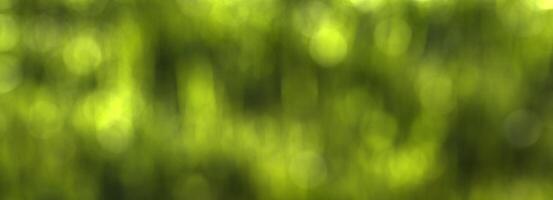 Blurred bokeh background image of bright green foliage in spring. photo