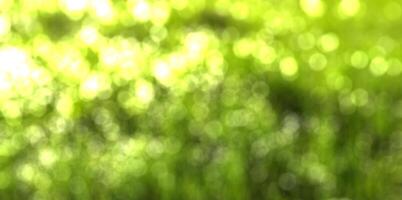 Blurred bokeh background image of bright green foliage in spring. photo