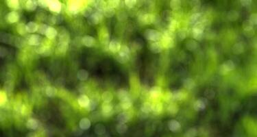 Blurred bokeh background image of bright green foliage in spring. photo
