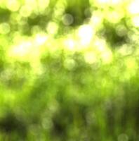 Blurred bokeh background image of bright green foliage in spring. photo