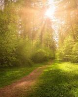 Sunbeams streaming through the pine trees and illuminating the young foliage on the bushes in the pine forest in spring. photo