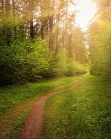 Sunbeams streaming through the pine trees and illuminating the young foliage on the bushes in the pine forest in spring. photo