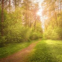 Sunbeams streaming through the pine trees and illuminating the young foliage on the bushes in the pine forest in spring. photo