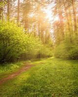Sunbeams streaming through the pine trees and illuminating the young foliage on the bushes in the pine forest in spring. photo