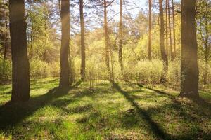 Sunbeams streaming through the pine trees and illuminating the young foliage on the bushes in the pine forest in spring. photo
