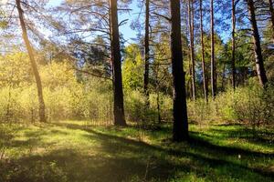 Sunbeams streaming through the pine trees and illuminating the young foliage on the bushes in the pine forest in spring. photo